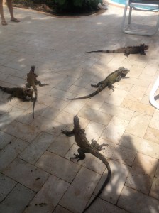 iguanas